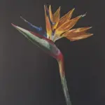 Strelitzia — oil on board, 25 × 30 cm, by Julie Tugwell