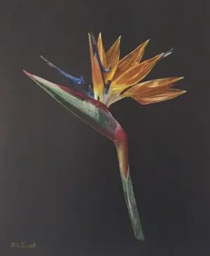 Strelitzia — oil on board, 25 × 30 cm, by Julie Tugwell