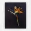 Strelitzia — Oil on Board, 250 × 300 mm