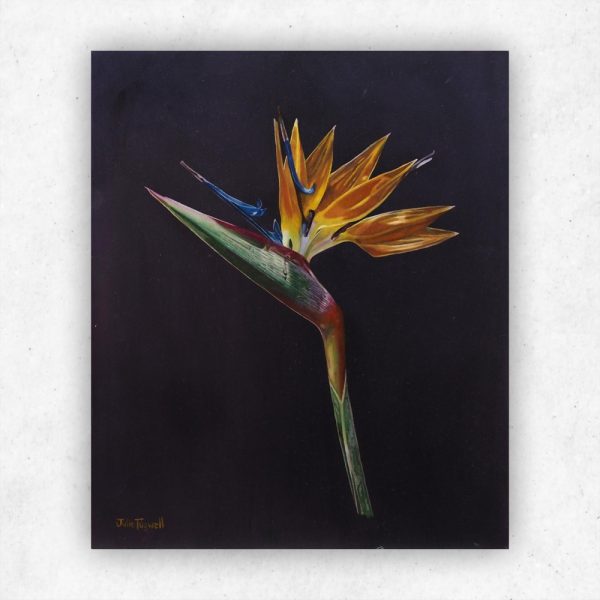 Julie Tugwell Art <br> Strelitzia <br> Oil on Board <br> 250 mm x 300 mm - Image 3