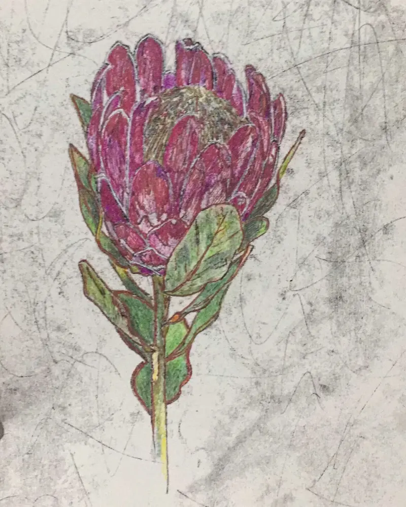 Protea — painting by Julie Tugwell